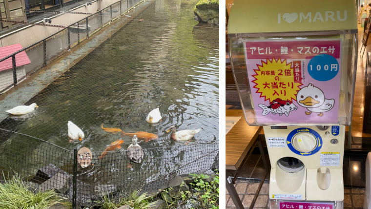 箱根天成園　餌やり