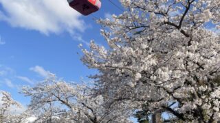 2026よみうりランド桜攻略|アトラクションで楽しむ空中お花見