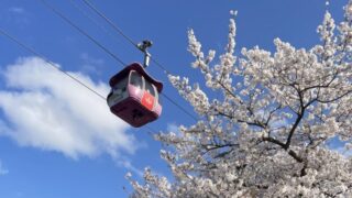 2026よみうりランド桜攻略｜アトラクションで楽しむ空中お花見